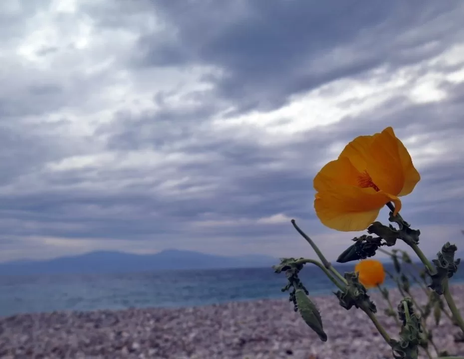 Καύσωνας διαρκείας με 40άρια και ισχυρά μελτέμια - Υψηλός κίνδυνος πυρκαγιάς